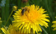 Schwerpunkt: Bienen | Bild 3